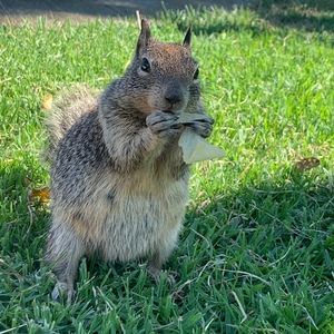 Meet your Posher, Phung